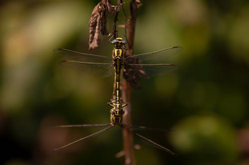 Réf. 263 499 : Gomphus graslinii